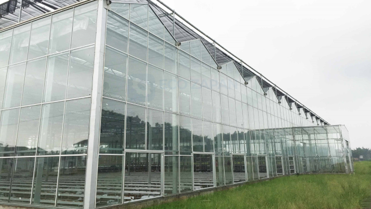 Теплицы по технологии VENLO